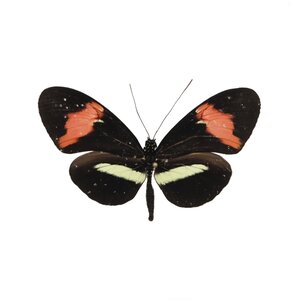 Heliconius Melpomene SP.