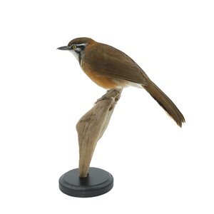 Mounted Lesser necklaced laughingthrush