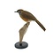 Mounted Lesser necklaced laughingthrush