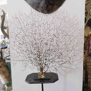 Sea fan XL on metal stand