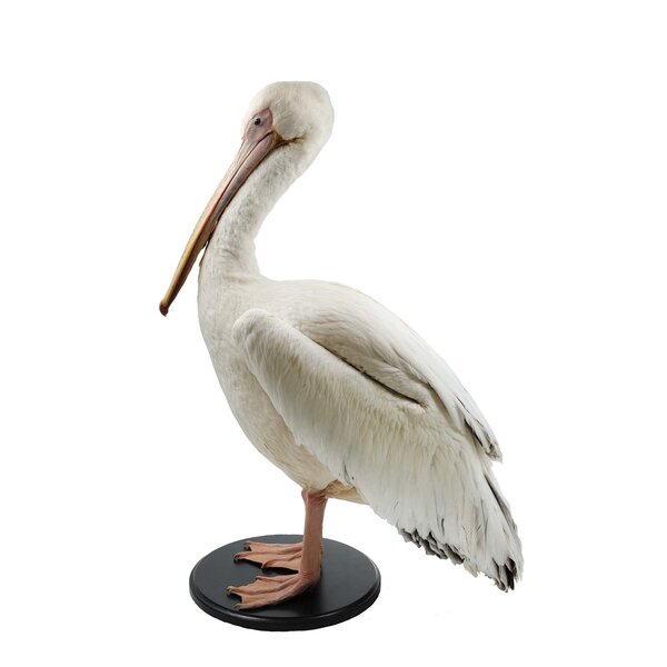 Opgezette roze pelikaan