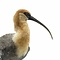 Mounted Black-faced ibis