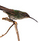 Kolibri