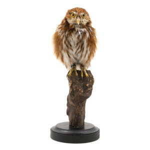 Mounted Ferruginous pygmy owl