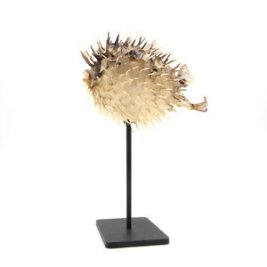 Porcupinefish on metal base