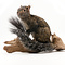Mounted Yucatan squirrel