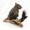 Mounted Yucatan squirrel