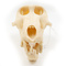 Skull Baboon adult