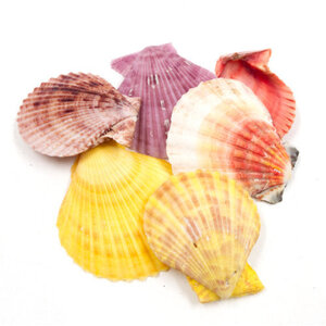 Pecten Nobilis