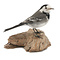 Mounted white wagtail