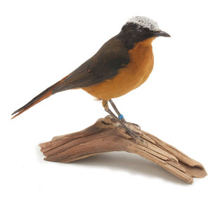 Mounted  snowy-crowned robin-chat (A)