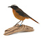 Mounted  snowy-crowned robin-chat (A)