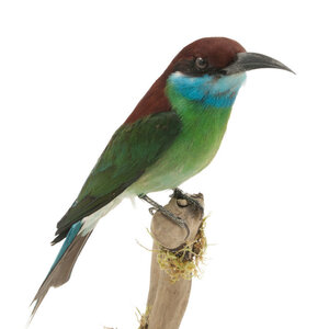 Mounted Blue-throated bee-eater