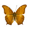 Vindula erota dried/papered