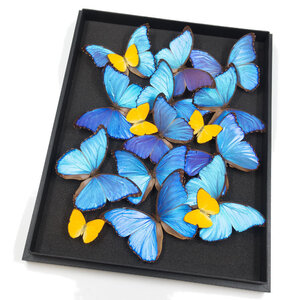 Insectbox with Morpho Didius (12) & Phoebis argante (5)