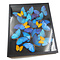 Insectbox with Morpho Didius (12) & Phoebis argante (5)