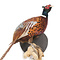 Mounted common pheasant ♂ (wall mounting looking right)
