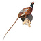 Mounted common pheasant ♂ (wall mounting looking right)