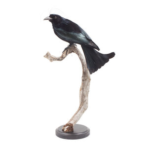 Ausgestopfte Haarbuschdrongo