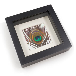 Peacock feather in exclusive black frame (16 x 16 cm)