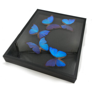 Insectbox with Morpho Didius (5)