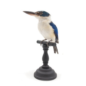 Mounted collared kingfisher