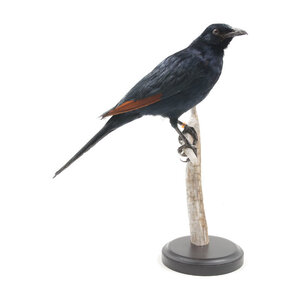 Mounted Red-winged starling