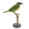 Mounted Black-browed barbet