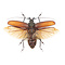 Xixuthrus Microcerus Lunicollis - fliegend