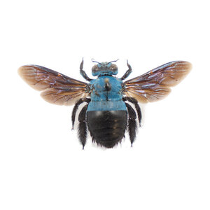 Xylocopa Caerulea