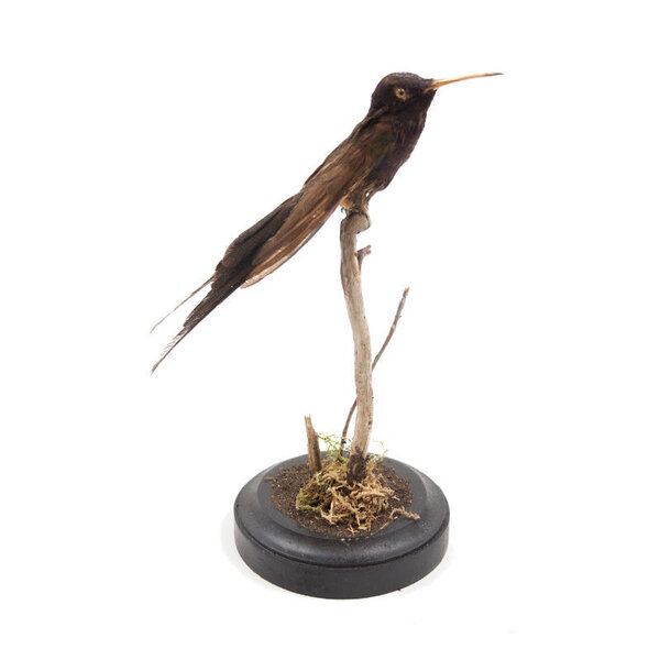 Opgezette antieke kolibrie (A)