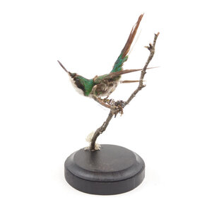 Mounted antique hummingbird (B)