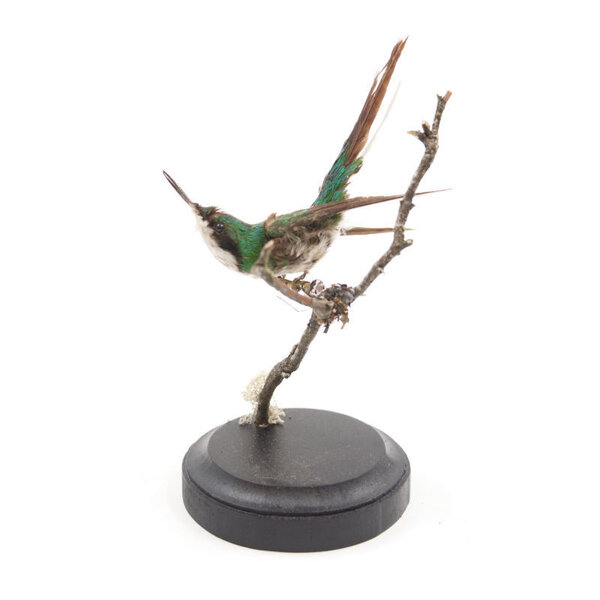 Opgezette antieke kolibrie (B)