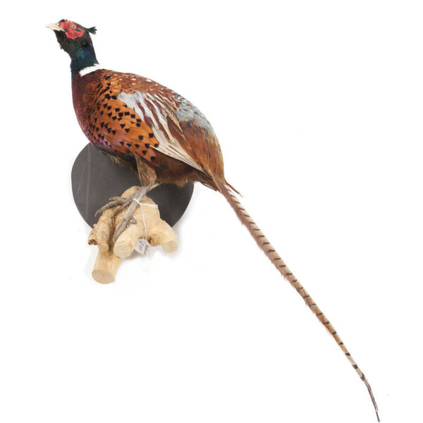 Mounted common pheasant ♂ (wall mounting looking left)