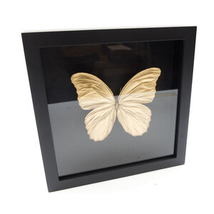 Goldener Schmetterling im elegant schwarzen Holzrahmen - Morpho didius
