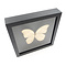 Goldener Schmetterling im elegant schwarzen Holzrahmen - Morpho didius