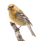 Mounted pine grosbeak