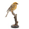 Mounted pine grosbeak