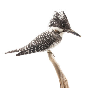 Mounted Crested kingfisher