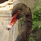 Präparierte Schwarzschwan