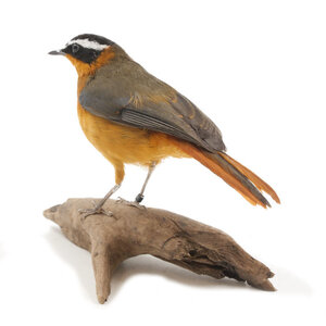 Mounted white-browed robin-chat