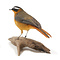 Mounted white-browed robin-chat