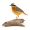 Mounted white-browed robin-chat