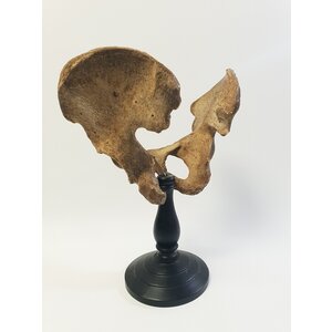 Human pelvic bone on pedestal