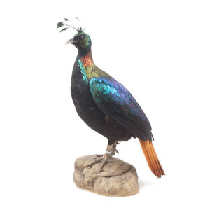 Mounted himalayan monal