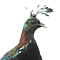 Mounted himalayan monal