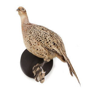 Mounted common pheasant ♀ (wall mounting looking left)