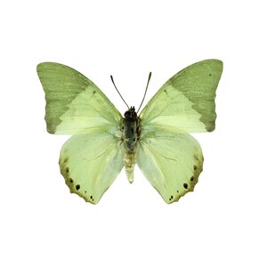 Charaxes Eupale