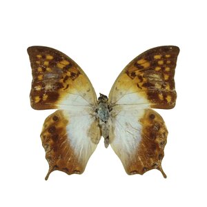 Charaxes Varanus