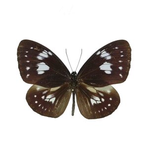 Euploea Hewitsonii